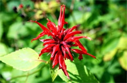 Monarda didyma - Crimson Bee Balm