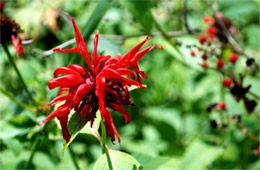 Monarda didyma - Crimson Bee Balm