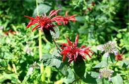 Monarda didyma - Crimson Bee Balm