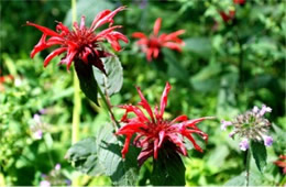 Monarda didyma - Crimson Bee Balm