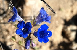 Phacelia campanularia - Desert Bluebell