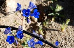 Phacelia campanularia - Desert Bluebell