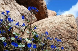 Phacelia campanularia - Desert Bluebell