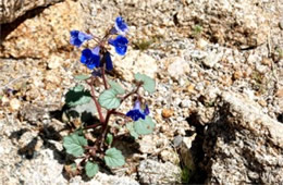 Phacelia campanularia - Desert Bluebell