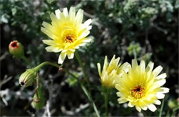 Malacothrix californica - Desert Dandelion