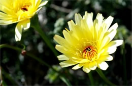 Malacothrix californica - Desert Dandelion