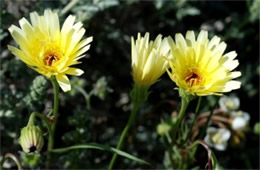 Malacothrix californica - Desert Dandelion