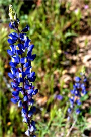 Lupinus sparsiflorus - Desert Lupine