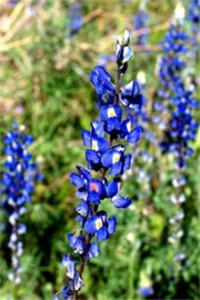 Lupinus sparsiflorus - Desert Lupine