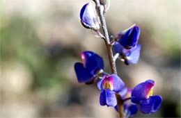 Lupinus sparsiflorus - Desert Lupine