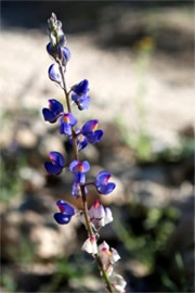 Lupinus sparsiflorus - Desert Lupine