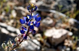 Lupinus sparsiflorus - Desert Lupine