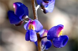 Lupinus sparsiflorus - Desert Lupine