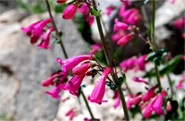 Penstemon pseudospectabilis – Desert Penstemon