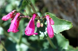 Penstemon pseudospectabilis – Desert Penstemon