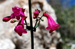 Penstemon pseudospectabilis – Desert Penstemon