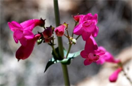 Penstemon pseudospectabilis – Desert Penstemon