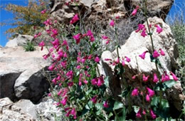 Penstemon pseudospectabilis – Desert Penstemon