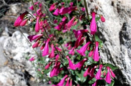 Penstemon pseudospectabilis – Desert Penstemon