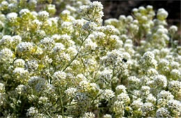 Lepidium fremontii - Desert Pepperweed