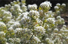 Lepidium fremontii - Desert Pepperweed