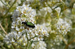 Lepidium fremontii - Desert Pepperweed