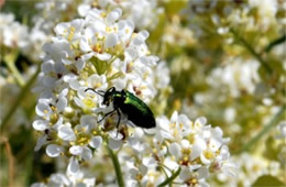 Lepidium fremontii - Desert Pepperweed