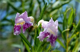 Chilopsis linearis - Desert Willow Flower