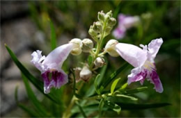 Chilopsis linearis - Desert Willow Flower