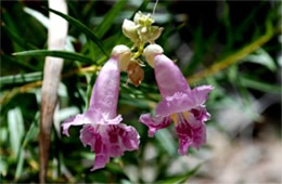 Chilopsis linearis - Desert Willow Flower