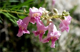 Chilopsis linearis - Desert Willow Flower