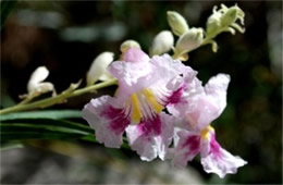 Chilopsis linearis - Desert Willow Flower