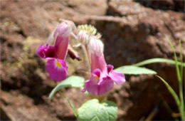 Proboscidea parviflora - Devil's Claw