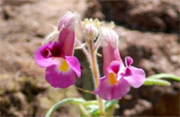 Proboscidea parviflora - Devil's Claw