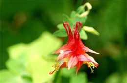 Aquilegia canadensis - Eastern Red Columbine