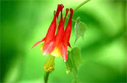 Aquilegia canadensis - Eastern Red Columbine