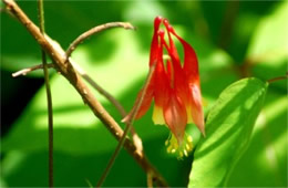 Aquilegia canadensis - Eastern Red Columbine