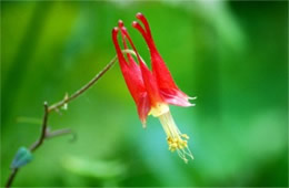 Aquilegia canadensis - Eastern Red Columbine