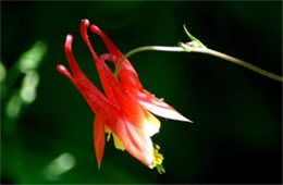 Aquilegia canadensis - Eastern Red Columbine