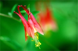 Aquilegia canadensis - Eastern Red Columbine