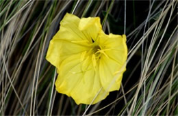 Oenothera flava - Evening Primrose