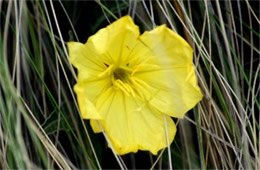 Oenothera flava - Evening Primrose