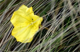 Oenothera flava - Evening Primrose