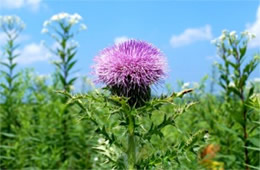 Cirsium discolor - Field Thistle