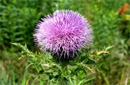 Cirsium discolor - Field Thistle