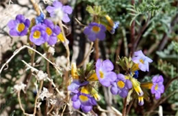 Phacelia fremontii - Fremont's Phacelia