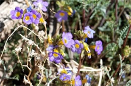 Phacelia fremontii - Fremont's Phacelia