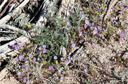 Phacelia fremontii - Fremont's Phacelia