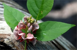 Apios americana - Groundnut