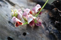 Apios americana - Groundnut